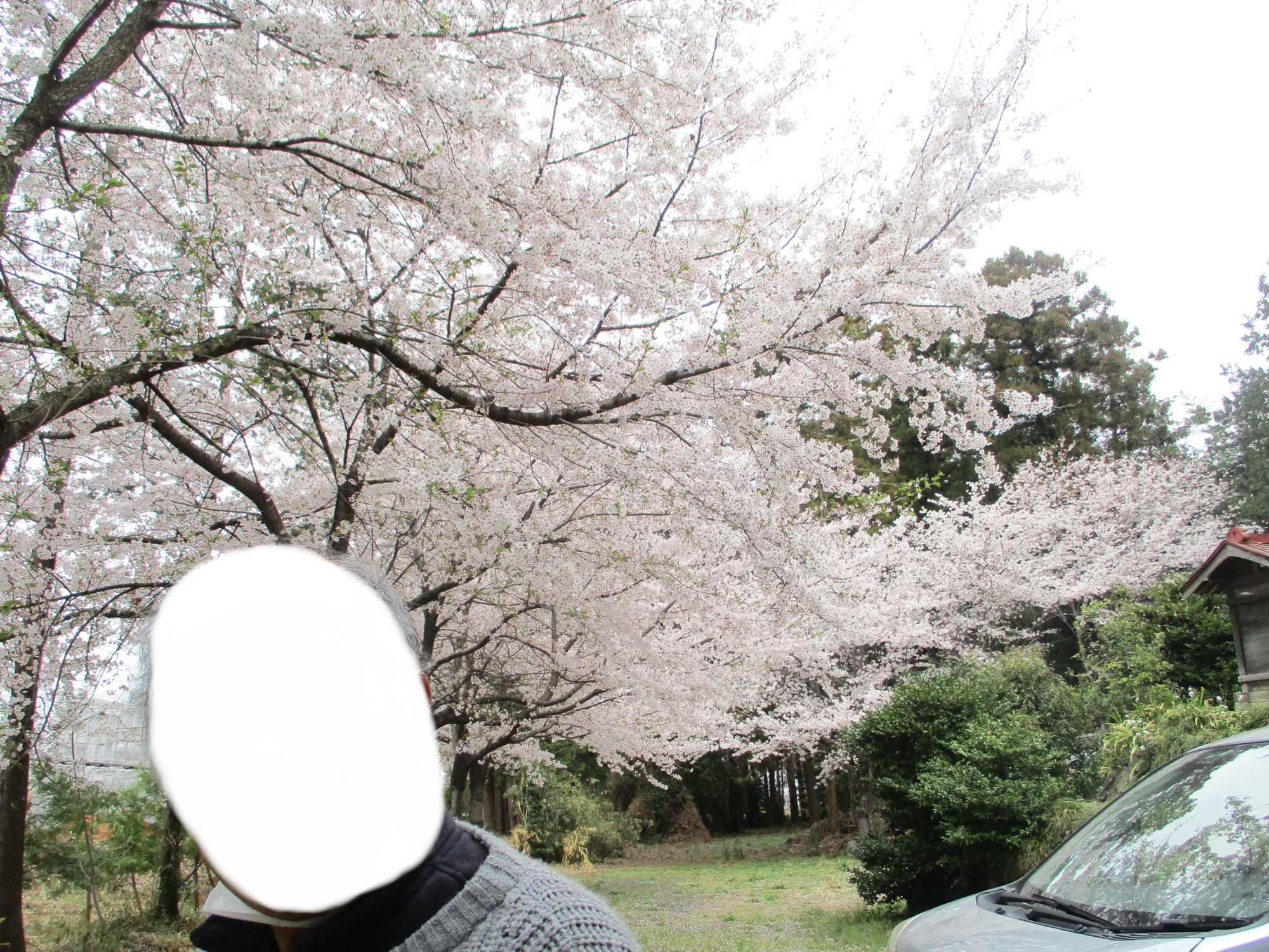お花見会